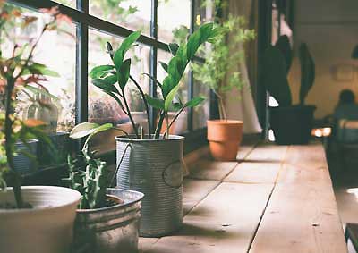 Peut-on choisir n'importe quelle plante pour les bureaux professionnels ?