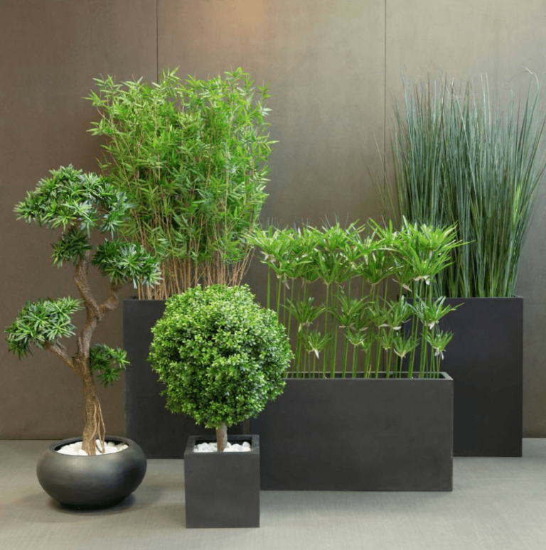 décoration plante