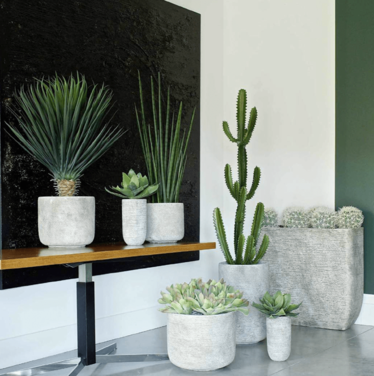 décoration plante