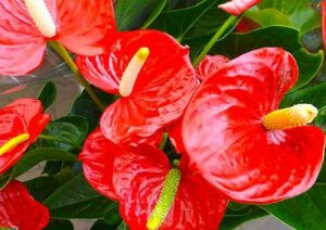 Anthuriums : Plantes de bureau